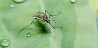Mosquito Control: Effective Pest Control Solutions for a Mosquito-Free Climate