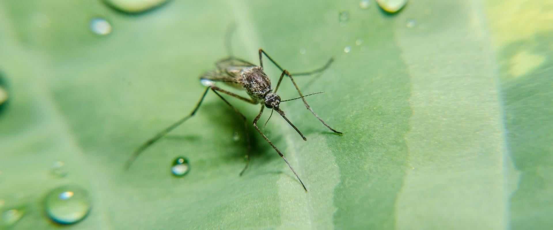 Mosquito Control: Effective Pest Control Solutions for a Mosquito-Free Climate