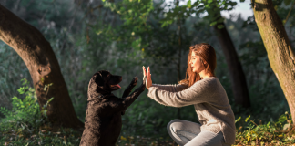 Canine Confidence: Building Trust and Communication Through Dog Training